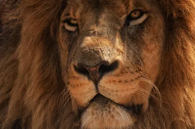 Глаз льва» — создано в Шедевруме