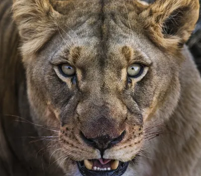 Глаза Льва — стоковые фотографии и другие картинки Лев - Лев, Без людей,  Величественный - iStock