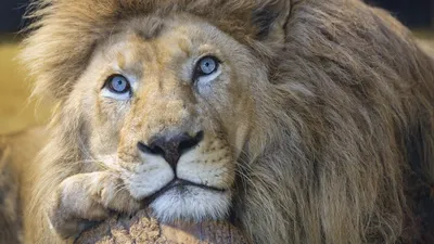 Лев с голубыми глазами | Пикабу