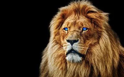 Фото Портрет льва с зелеными глазами