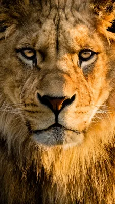 Глаз льва, поэтапно. | Пикабу