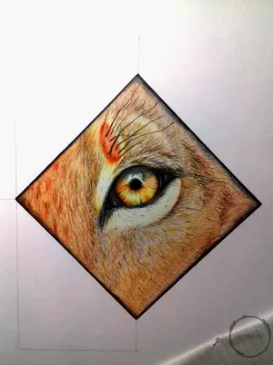 Глаза льва рисунок - 70 фото