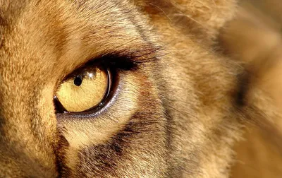 Глаза льва стоковое изображение. изображение насчитывающей львев - 52069805