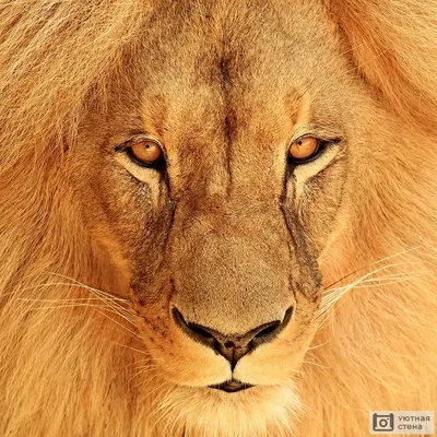 Модульная картина - глаза льва над саванной