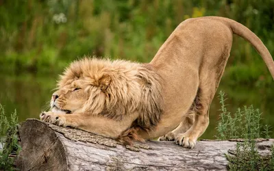 Картина на холсте с подрамником ХитАрт глаза льва 29 40x60; лев - купить по  низкой цене в интернет-магазине OZON (686946890)