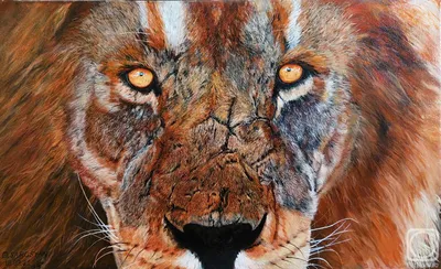 Мужские глаза льва закрывают вверх Стоковое Фото - изображение  насчитывающей хищник, глаз: 128833970