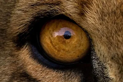 Лев с синими глазами арт - 67 фото