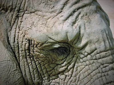 Фотообои Глаз слона на заказ любой размер, код:2662 | ЭкоПринт