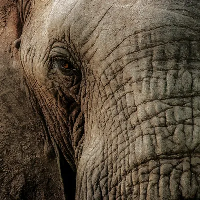 Глаз слона - 65 фото