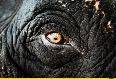Глаза слона фото фотографии