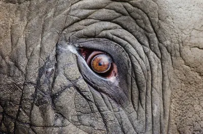 Глаз слона | Пикабу