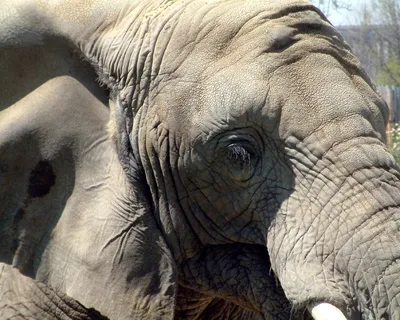 Больше 100 бесплатных фотографий на тему «Глаза Слона» и «»Слон - Pixabay