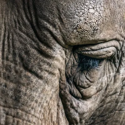 Глядя В Глаза Африканский Слон Фотография, картинки, изображения и  сток-фотография без роялти. Image 15968625