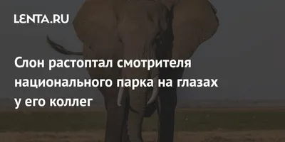 Слон из тигрового глаза FG-0428 купить в Минске в интернет-магазине