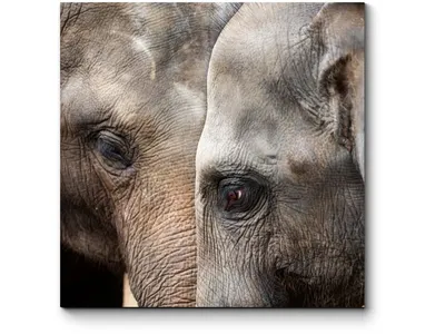 Приклеиваем глаза коту на жёпку - получаем слона (слайды) : r/Pikabu