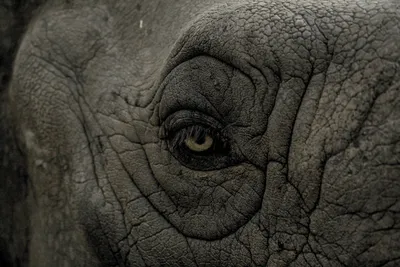 Глаз слона крупным планом стоковое фото ©friday 12234743