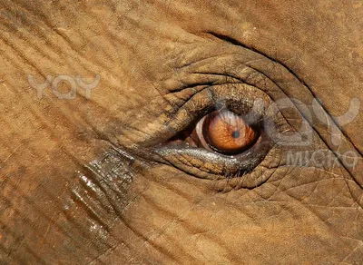глаз слона крупным планом, слон морда крупным планом, Hd фотография фото,  слон фон картинки и Фото для бесплатной загрузки