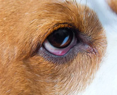 Почему у собаки слезятся глаза - ветклиника \"в Добрые Руки\"