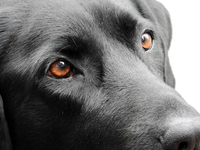Почему у собаки гноятся глаза и как их лечить