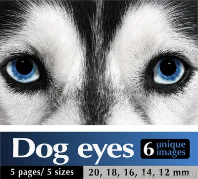 Отчего у собак бывают голубые глаза | Мир домашних животных | Дзен