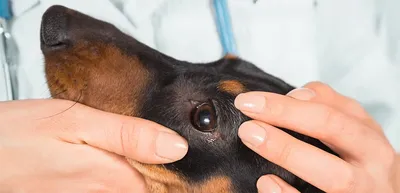 Что делать, если у собаки красные глаза: причины, симптомы и лечение