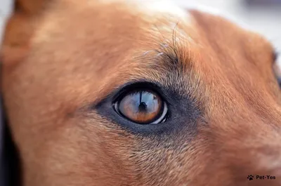 Грустные глаза собаки» — создано в Шедевруме