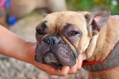 Зоологи выяснили, почему у собак карие глаза