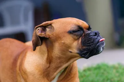 Почему у собаки слезятся глаза - причины и лечение | Pet-Yes