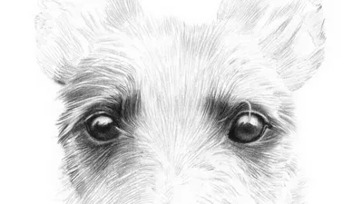 Рисунок глаза собаки - 65 фото