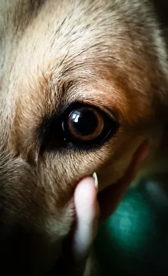 Собака с глазами навыкате - 67 фото