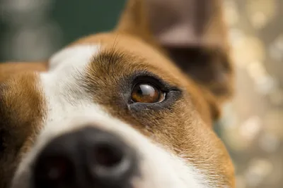 преданные глаза собаки Stock Photo | Adobe Stock