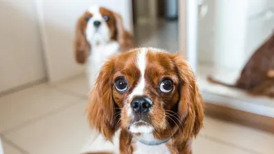 Травма глаз у собаки - Помощь, лечение | ZooVision Спб