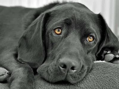Почему у собаки закисают глаза