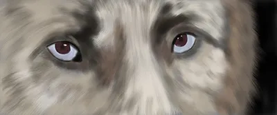 Какого цвета бывают глаза у собак
