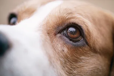 Бесплатные глаза собаки стоковые фотографии | FreeImages