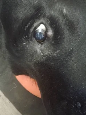 Первичная и вторичная глаукома у собак. Современный подход к диагностике и  медикаментозному лечению