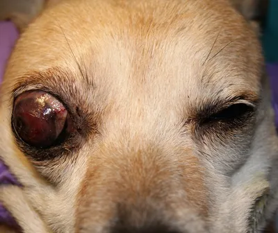 Глазные болезни собак - консультации ветврача-офтальмолога Комарова С.В. -  Страница 13 - Кожные заболевания, аллергия, уши, глаза, подушечки лап -  Лабрадор.ру собаки - ретриверы