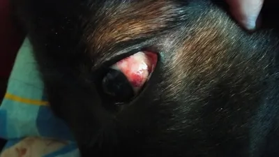 Болезни глаз у собак и кошек: симптомы, лечение, когда обращаться врачу -  KP.RU