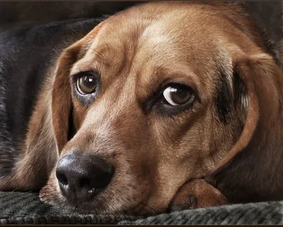 Пигментозный кератит у собак: причины, симптомы, лечение