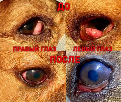 Почему у собак слезятся глаза?