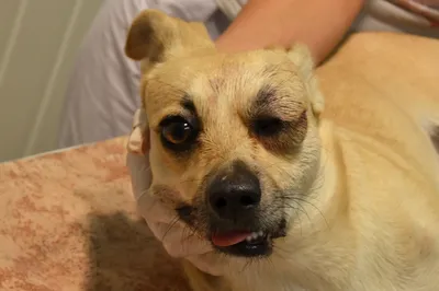 Операции на глаза у собак 🐕, кошек 🐈 и других животных в Москве - цены в  ветклинике «Джунгли»