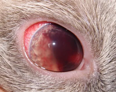 Кровь в глазу или гифема у кошек и собак: причины, симптомы, лечение