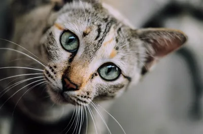 У котенка закисают глаза: советы и что делать если у кота закисают глаза |  Блог зоомагазина Zootovary.com