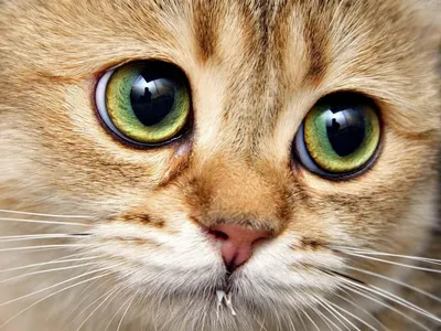 Офтальмологические проявления вирусной лейкемии кошек /Ocular  manifestations of feline leukemia virus infection