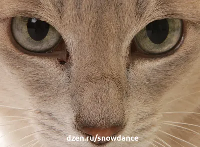 У кошки слезятся глаза: почему и что делать? | Блог зоомагазина  Zootovary.com