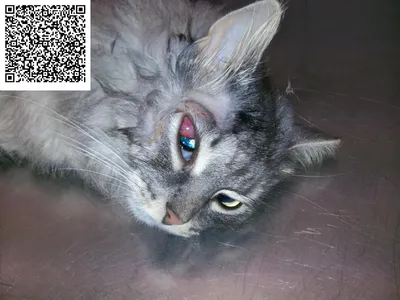 Блефарит у кошек: симптомы с фото и лечение красных век