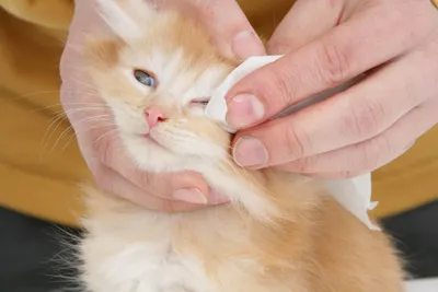 Косоглазие (страбизм) у кошек - причины и лечение - ветеринарная  офтальмология Реком