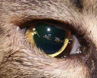 У кошки слезятся глаза: почему течет один глаз или оба и что делать?