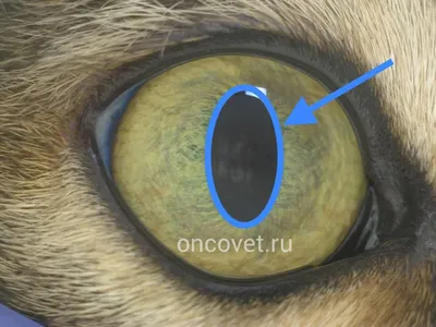 Препараты для лечения глаз у кошек купить ветеринарные препараты в  Новосибирске в интернет-магазине «Мокрый нос»