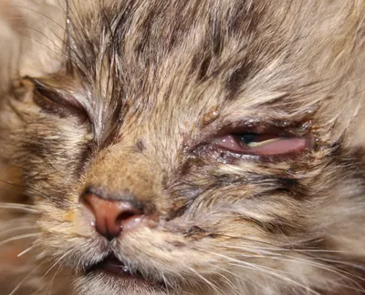У кошки слезятся глаза, причины слезящихся глаз у кошки